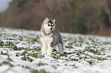 SIBERIAN HUSKY 246